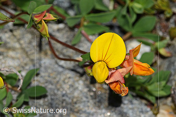 Photo: Lotus alpinus. Blossoms. View from the side.
