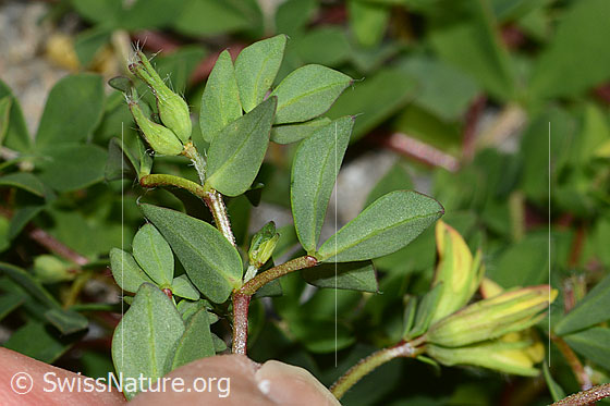 Photo: Lotus alpinus. Leaf underside.