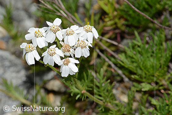 Photo: Achillea erba-rotta ssp. moschata. Blossoms.