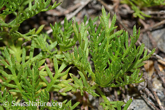 Photo: Achillea erba-rotta ssp. Moschata. Leaves.