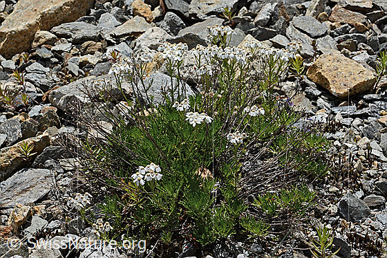 Photo: Achillea erba-rotta ssp. Moschata. Whole plant (habiti).