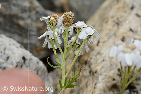 Foto: Moschus-Schafgarbe (Achillea erba-rotta ssp. moschata). Blütenstand. Ansicht von der Seite.