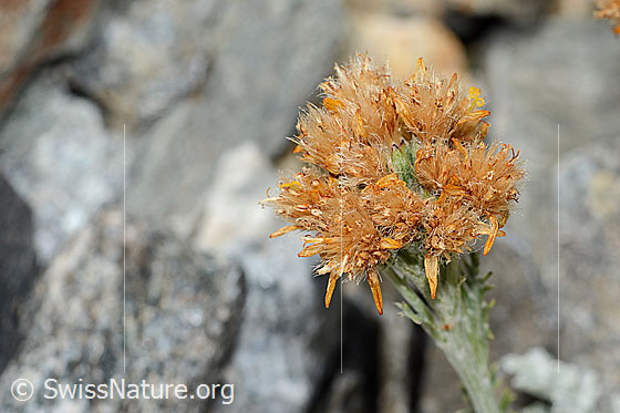 Foto: Graues Greiskraut (Senecio incanus). Fast verblüht. Blütenstand.