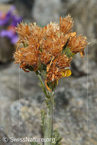 Foto: Graues Greiskraut (Senecio incanus). Blütenstand. Fast verblüht.