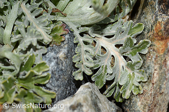 Foto: Graues Greiskraut (Senecio incanus). Blätter.