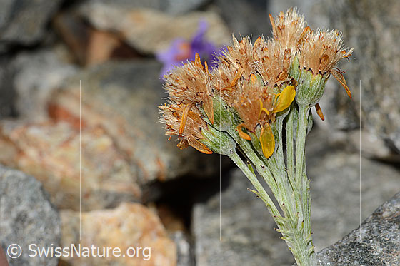 Foto: Graues Greiskraut (Senecio incanus). Blütenstand. Fast verblüht. Ansicht von der Seite.