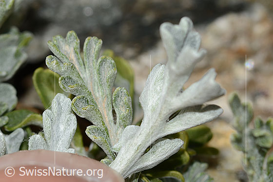 Foto: Graues Greiskraut (Senecio incanus). Blattunterseite.