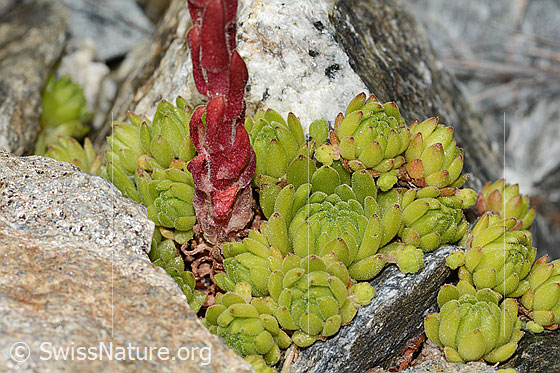 Photo: Sempervivum montanum. Stem and leaf rosettes.