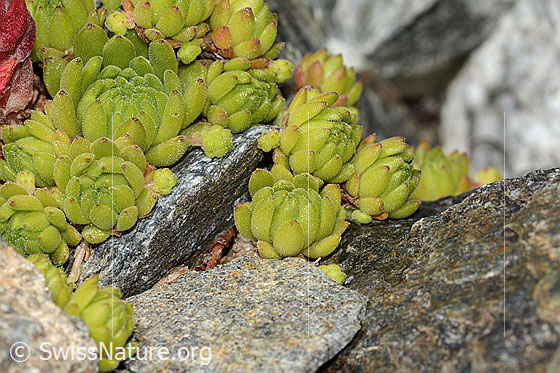 Photo: Sempervivum montanum. Leaf rosettes.