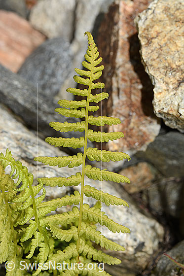 Gebirgs-Frauenfarn (Athyrium distentifolium)
