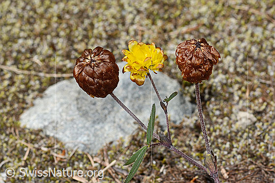 Foto: Braun-Klee (Trifolium badium). Blüten. Ansicht von der Seite.