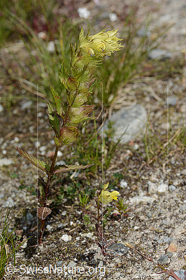 Foto: Schmalblättriger Klappertopf (Rhinanthus glacialis). Ganze Pflanze (Habitus).