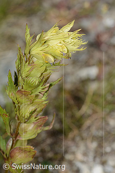 Foto: Schmalblättriger Klappertopf (Rhinanthus glacialis). Blüten und Blätter.