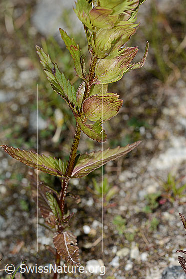 Foto: Schmalblättriger Klappertopf (Rhinanthus glacialis). Stängel und Blätter.