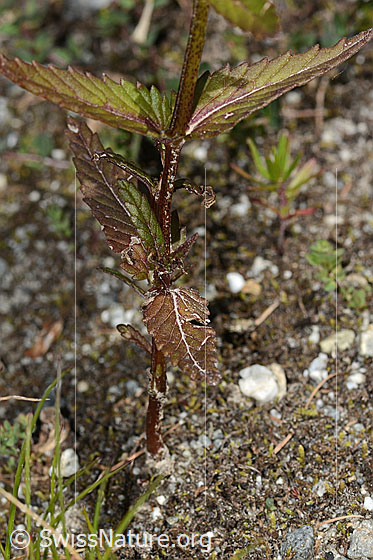 Foto: Schmalblättriger Klappertopf (Rhinanthus glacialis). Stängel und Blätter.