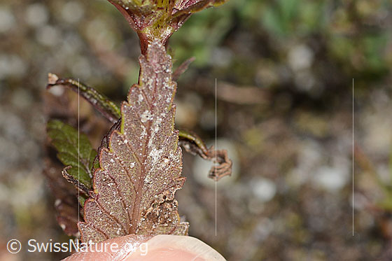 Foto: Schmalblättriger Klappertopf (Rhinanthus glacialis). Blattunterseite.