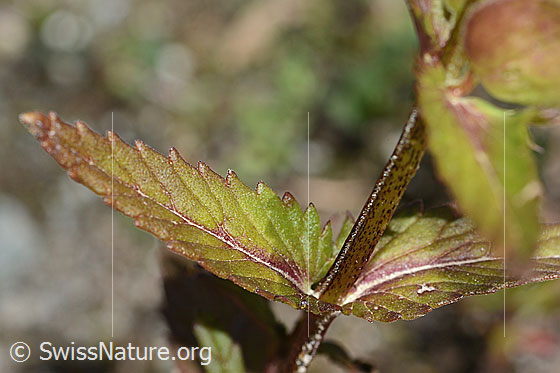 Foto: Schmalblättriger Klappertopf (Rhinanthus glacialis). Blätter und Stängel.