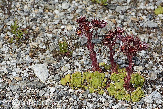 Photo: Sempervivum montanum. Whole plant (habiti).