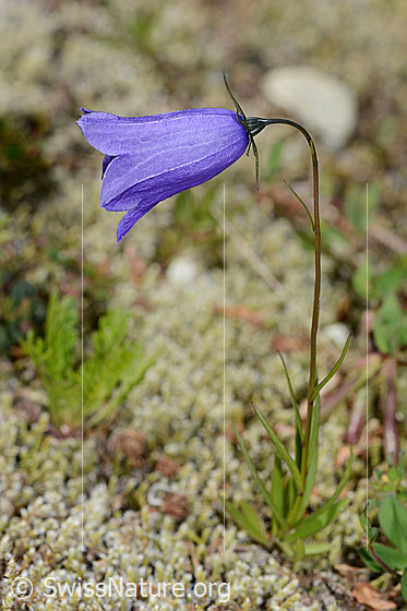Photo: Campanula scheuchzeri. Whole plant (habiti).