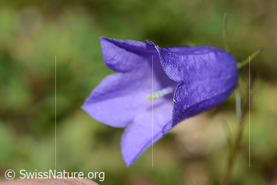 Foto: Scheuchzers Glockenblume (Campanula scheuchzeri). Blüte. Ansicht von schräg vorne.