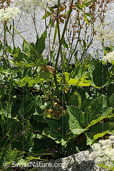 Foto: Meisterwurz (Peucedanum ostruthium). Stängel und Blätter.
