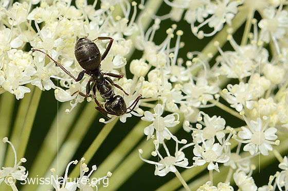 Foto: Formica lemani (Waldameise) auf Meisterwurz (Peucedanum ostruthium). Länge 6mm. Ansicht von oben.