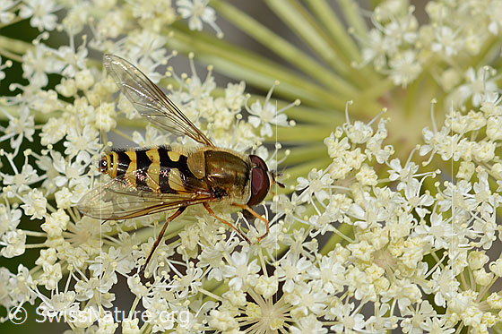 Foto: Grosse Schwebfliege (Syrphus ribesii) auf Meisterwurz (Peucedanum ostruthium). Ansicht von schräg oben. Länge 10mm. Männchen.