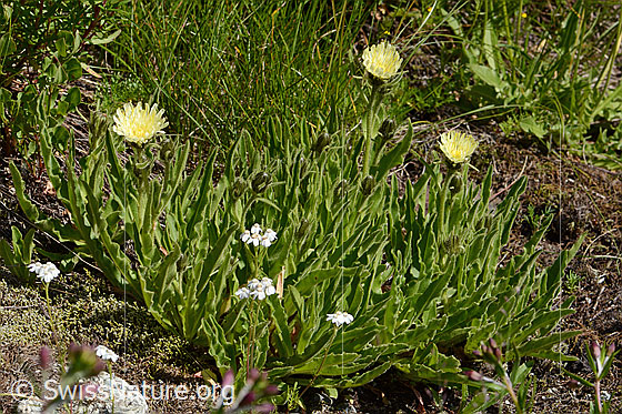 Photo: Hieracium intybaceum. Whole plant (habiti).
