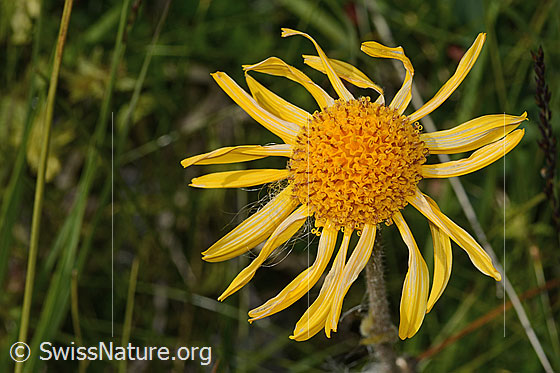 Foto: Arnika (Arnica montana). Blüte. Ansicht von oben.
