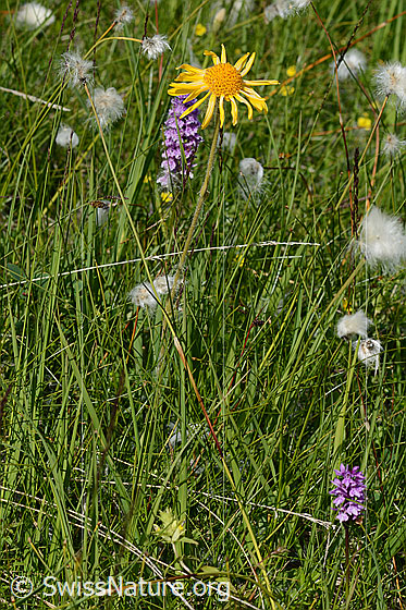 Foto: Arnika (Arnica montana). Ganze Pflanze (Habitus).