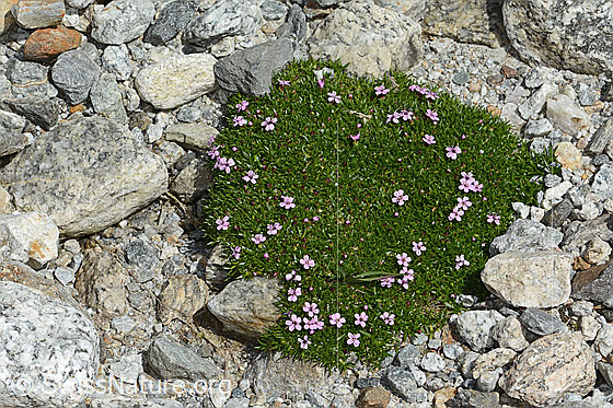 Photo: Silene exscapa. Whole plant (habiti).