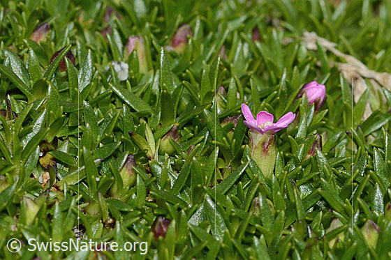 Photo: Silene exscapa. Blossom and leaves. View from the side.