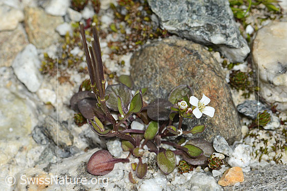 Foto: Alpen-Schaumkraut (Cardamine alpina). Ganze Pflanze (Habitus).
