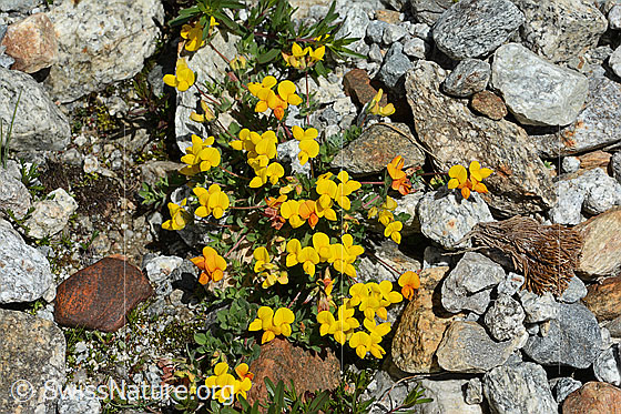 Foto: Alpen-Hornklee (Lotus alpinus). Ansicht von oben.