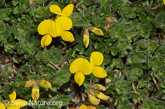 Photo: Lotus alpinus. Blossoms and leafen.