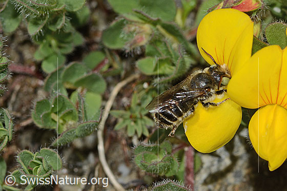 Foto: Wahrscheinlich Hornklee-Felsenbiene (Hoplitis loti) auf Alpen-Hornklee (Lotus alpinus). Länge 13mm. Weibchen. Ansicht von der Seite.