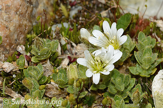 Photo: Cerastium uniflorum. Whole plant (habit). Height = 2cm.