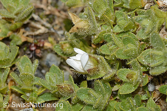 Photo: Cerastium uniflorum. Leaves and closed blossom.