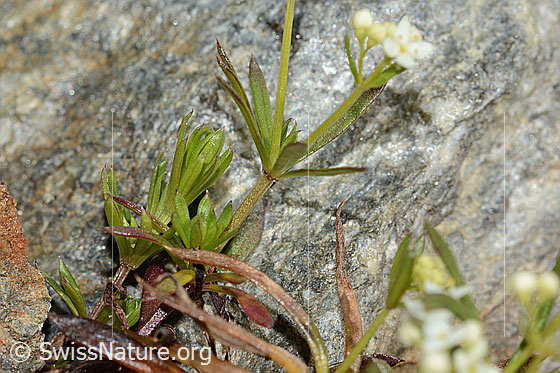 Foto: Ungleichblättriges Labkraut (Galium anisophyllon). Stängel und Blätter.