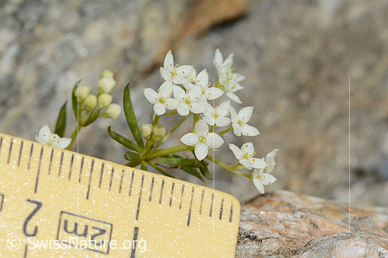 Foto: Ungleichblättriges Labkraut (Galium anisophyllon).