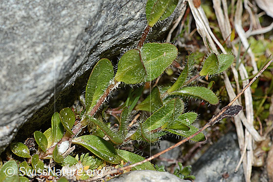 Foto: Alpen-Ehrenpreis (Veronica alpina). Blätter und Stängel.