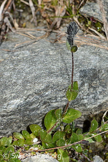 Foto: Alpen-Ehrenpreis (Veronica alpina). Ganze Pflanze (Habitus). Verblüht. Höhe = 8cm.