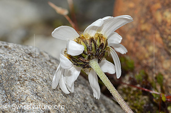 Foto: Gewöhnliche Alpenmargerite (Leucanthemopsis alpina). Stängel und Kelch.