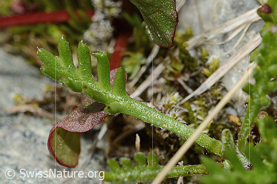 Photo: Leucanthemopsis alpina. Leaf top.
