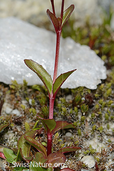 Foto: Alpen-Weidenröschen (Epilobium anagallidifolium). Stängel und Blätter.