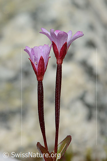 Foto: Alpen-Weidenröschen (Epilobium anagallidifolium). Kelche und Blüten. Ansicht von der Seite.