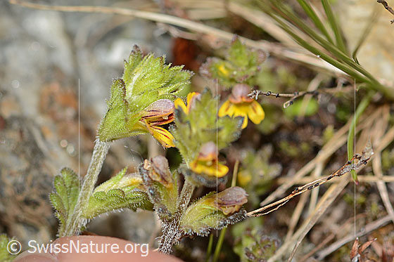 Foto: Zwerg-Augentrost (Euphrasia minima). Stängel und Blattunterseite.