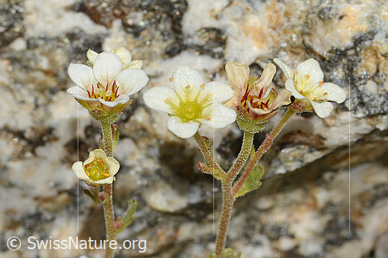 Photo: Saxifraga exarata. Blossoms and stem (glandular hairy).