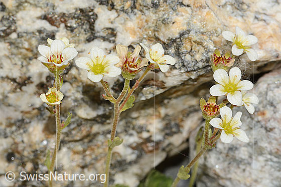 Foto: Gefurchter Steinbrech (Saxifraga exarata). Blüten und Stängel.