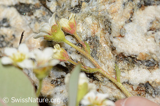 Foto: Gefurchter Steinbrech (Saxifraga exarata). Stängel, Kelch und Blüte. Ansicht von der Seite.